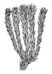 Bryum appressifolium, habit. Drawn from A.J. Fife 4972, CHR 104083, and G.O.K. Sainsbury 916, CHR 490272. 
 Image: R.C. Wagstaff © Landcare Research 2015 